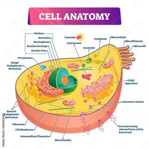 Cell anatomy vector illustration. Labeled educational structure diagram ...