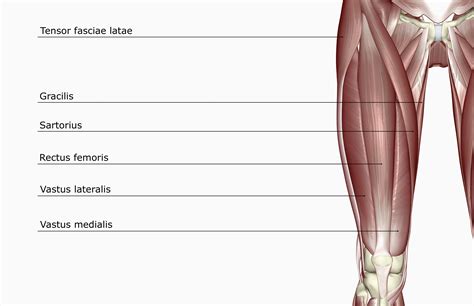 Sartorius Muscle Anatomy Rectus Femoris Muscle Human Body Png Clipart | Sexiz Pix