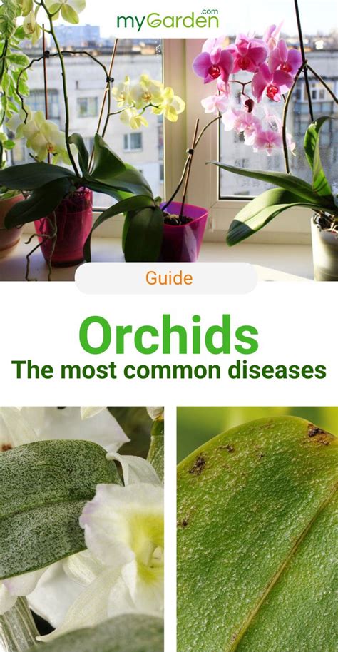 Orchid-Guide: The most common diseases and pests | Pflanzen