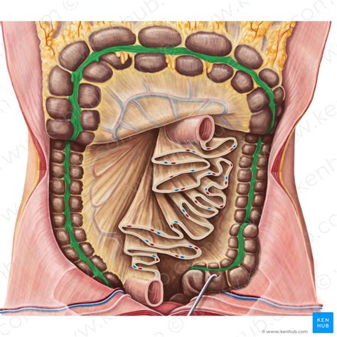 Colon: Anatomy, histology, composition, function | Kenhub