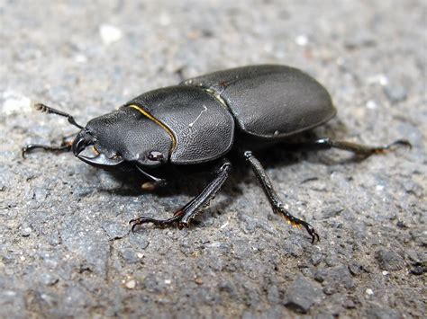 BugBlog: Sexing Lesser Stag Beetles