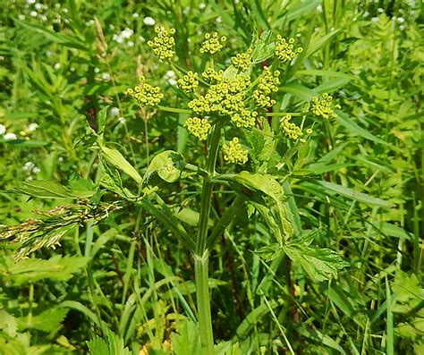 Invasive wild parsnip plants cause rash, blistering on contact | Front ...