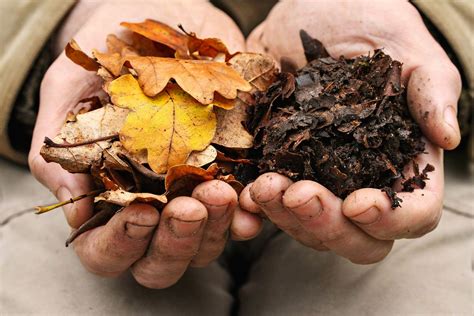 Leaf Mold is Gold - This Old House