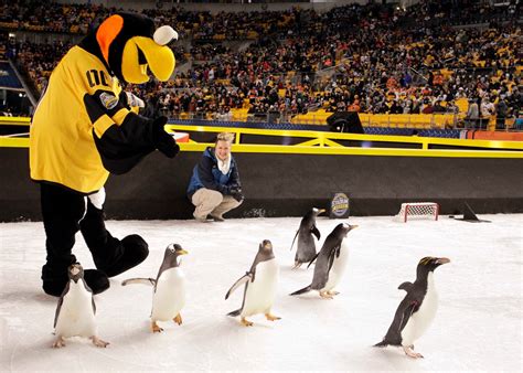 Real penguins were spooked by pyrotechnics at a Penguins game, and PETA ...