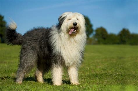 Bobtail Dog: Price, Temperament, Lifespan