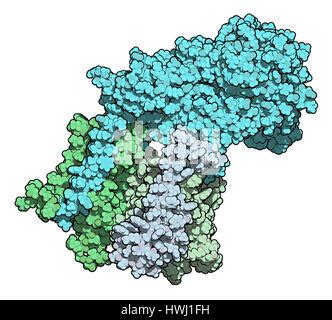 Gamma secretase protein complex. Multi-subunit intramembrane protease that plays role in ...