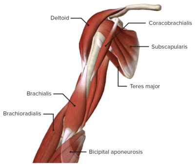 Elbow Joint: Anatomy [+video] - Lecturio Medical