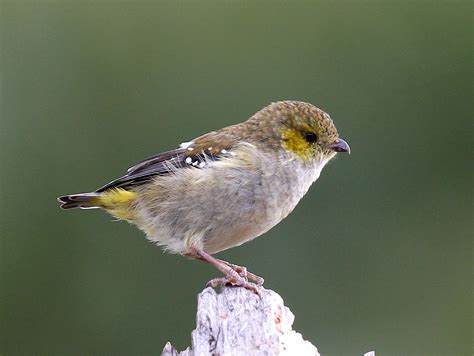 Details : Forty-spotted Pardalote - BirdGuides