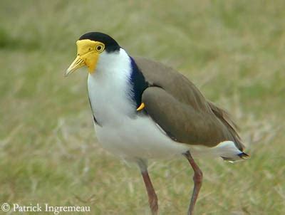 Masked Lapwing - Spur-winged Lapwing or Plover