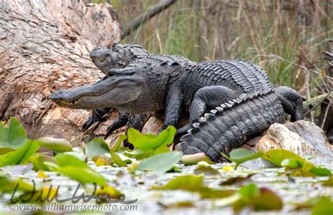 Okefenokee Swamp Animals