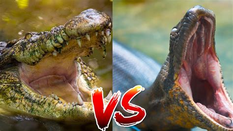 Anaconda VS Crocodile | Who Would Win?? - YouTube