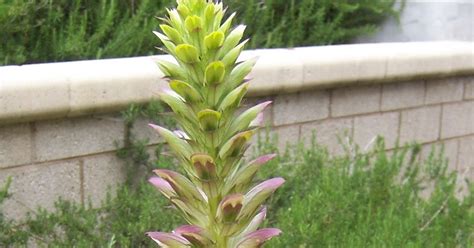 The 2 Minute Gardener: Photo - Bear's Breech (Acanthus mollis)