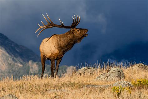 WATCH: People surround bull elk at Rocky Mountain National Park | FOX31 Denver