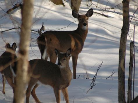 Wildlife in the Catskills | Great Northern Catskills of Greene County