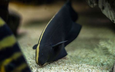 Black Ghost Knifefish - Habitat, Care, Feeding, Tank Size, Breeding - AquariumNexus