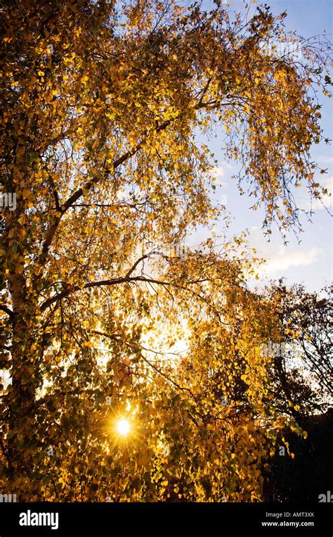 Weeping birch tree hi-res stock photography and images - Alamy