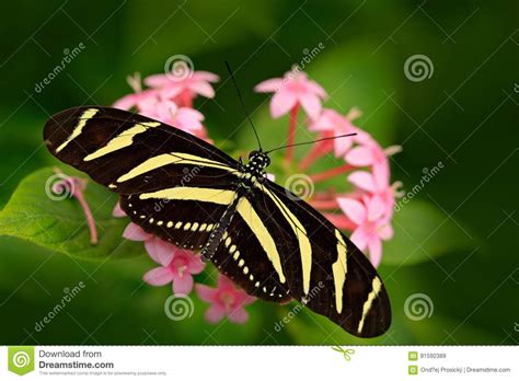 Beautiful Butterfly Zebra Longwing, Heliconius Charitonius. Butterfly in Nature Habitat. Nice ...