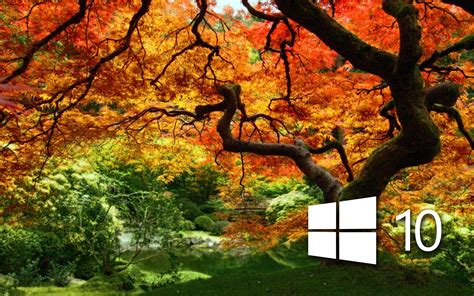 Windows 10 on the orange tree simple logo wallpaper - Computer ...