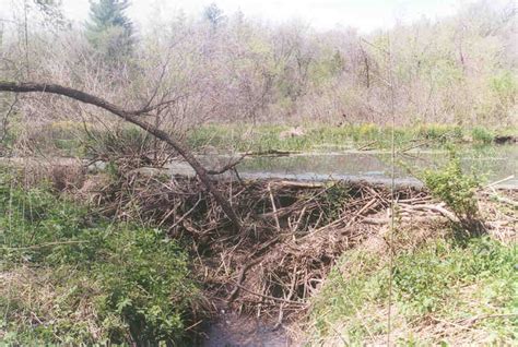 Beaver Dam Information Site | Environmental Benefits of Beavers