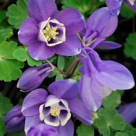 Aquilegia discolor Seeds – JustSeed