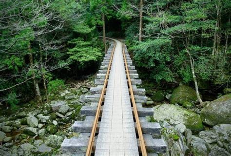 Journey to Jomon Sugi: A Hike Up to Yakushima's Oldest Tree | Japan Cheapo