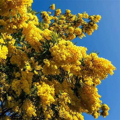 Mimosa (Acacia) bush 15cm | Gardening Direct