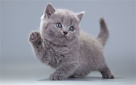 Download wallpapers 4k, British Shorthair, kitten, domestic cat, gray ...