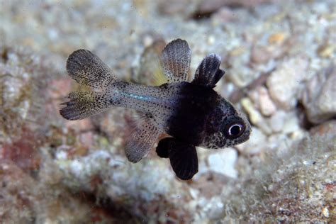 Cardinalfish | A species new to me - ID will follow once I a… | Flickr