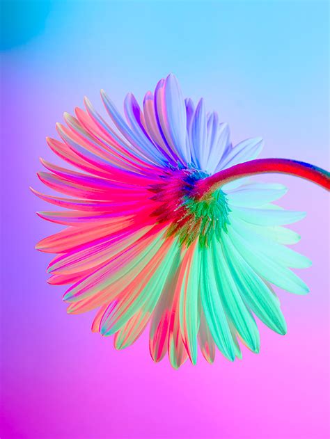 Neon Flowers: Photography & Art Direction by Claire Boscher | Daily ...