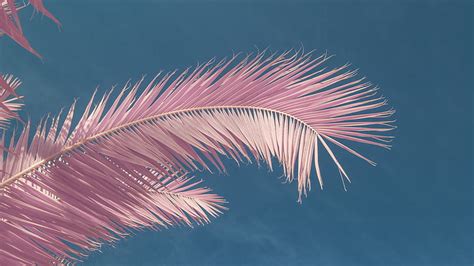 HD wallpaper: clear sky, pink, palm trees, beauty in nature, leaf ...