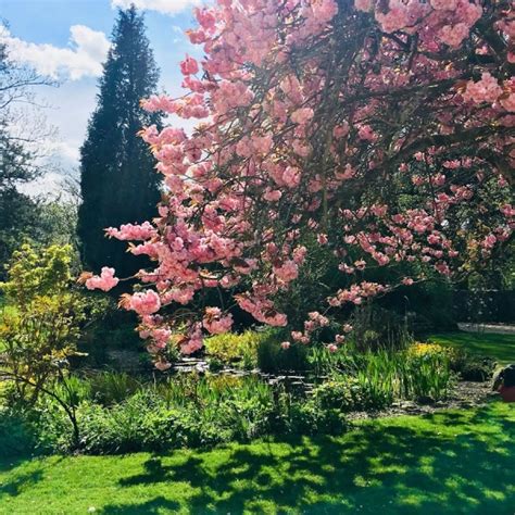 Llandough Castle - Cowbridge | NGS Gardens