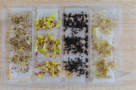 Premium Photo | Top view of different varieties of germinated organic seeds for growing microgreens.