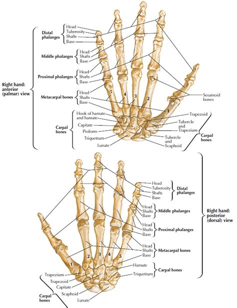 Human Skeleton - Skeletal System Function, Human Bones