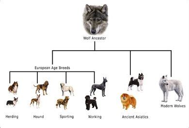 Resultado de imagen para arbol genealogico del lobo | Perros, Razas de perros, Perros de trabajo