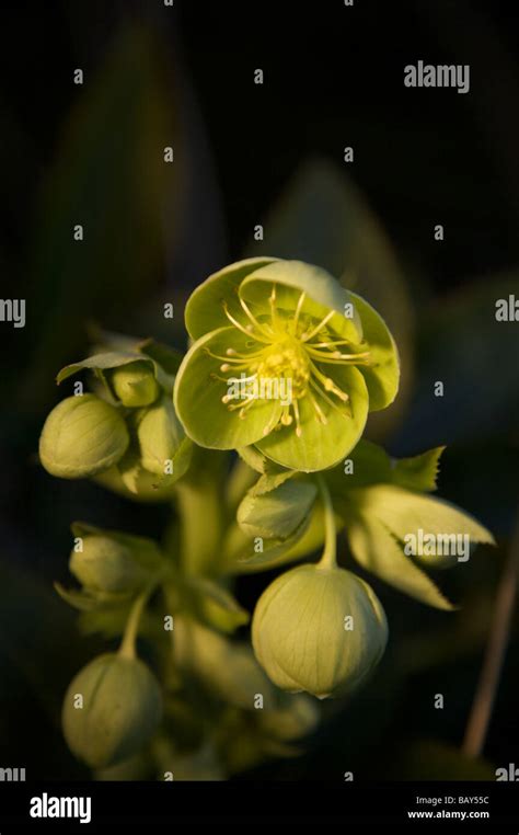 HELLEBORE HELLEBORUS CHRISTMAS ROSE GROWING IN A SHADY SURREY GARDEN IN MARCH Stock Photo - Alamy