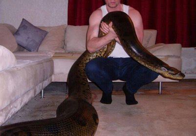 Yet Another Beautiful Snake I will Never Have - Green Anaconda | Our Reptile Forum