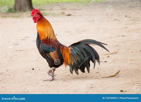 Thai male Chickens stock photo. Image of orange, poultry - 135785952