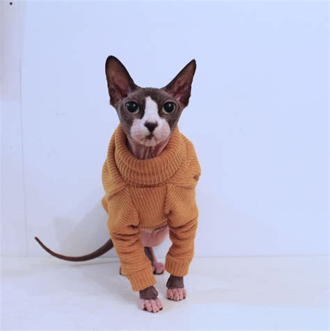 sphynx clothes clothes for cat clothers for animals pfinxcat #SphynxCat | Hairless cat, Cat care ...