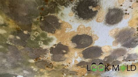 Orange Mold: What is it and is it Dangerous to Your Health? | Lookmold