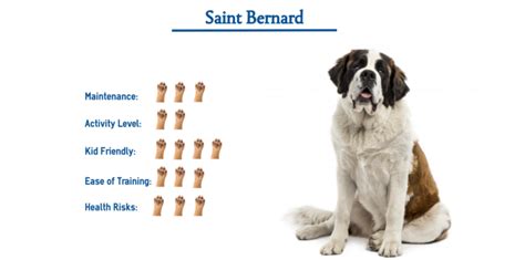 Saint Bernard Dog Breed… Everything You Need to Know at a Glance!