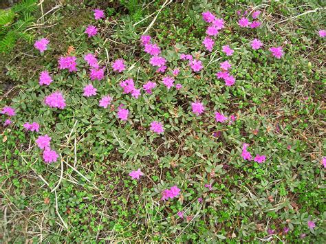 Rhododendron lapponicum (Lapland rosebay): Go Botany