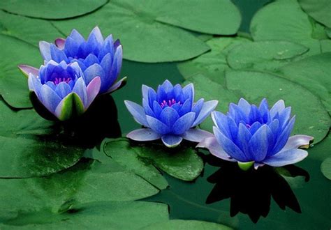 Blue Lotus Flower: Meaning and Symbolism - Mythologian.Net