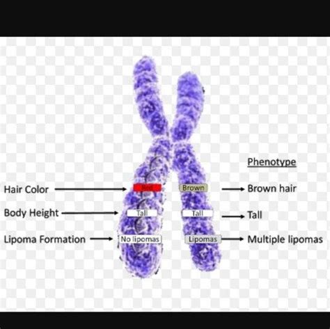 Difference between gene dosage and allele? | ResearchGate