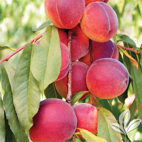 Red Indian Peach - Texas Pecan Nursery