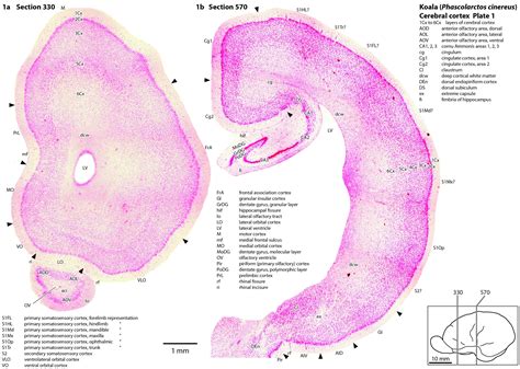 Cerebral cortex of the koala — Comparative Brain Anatomy