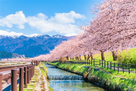 Sendai and Other Amazing Places for Sakura Sighting! - Sakuraco