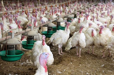 TURKEY FARMING IN NIGERIA: Steps on how to start