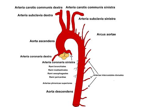 Aorta Anatomie