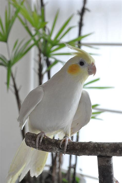 Nymphensittich momochan ♪ - #momochan #Nymphensittich | Pet birds, Cute birds, Beautiful birds