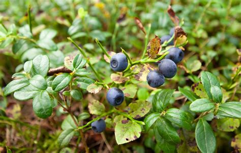 Huckleberry Plant Care – How to Plant and Harvest Huckleberries